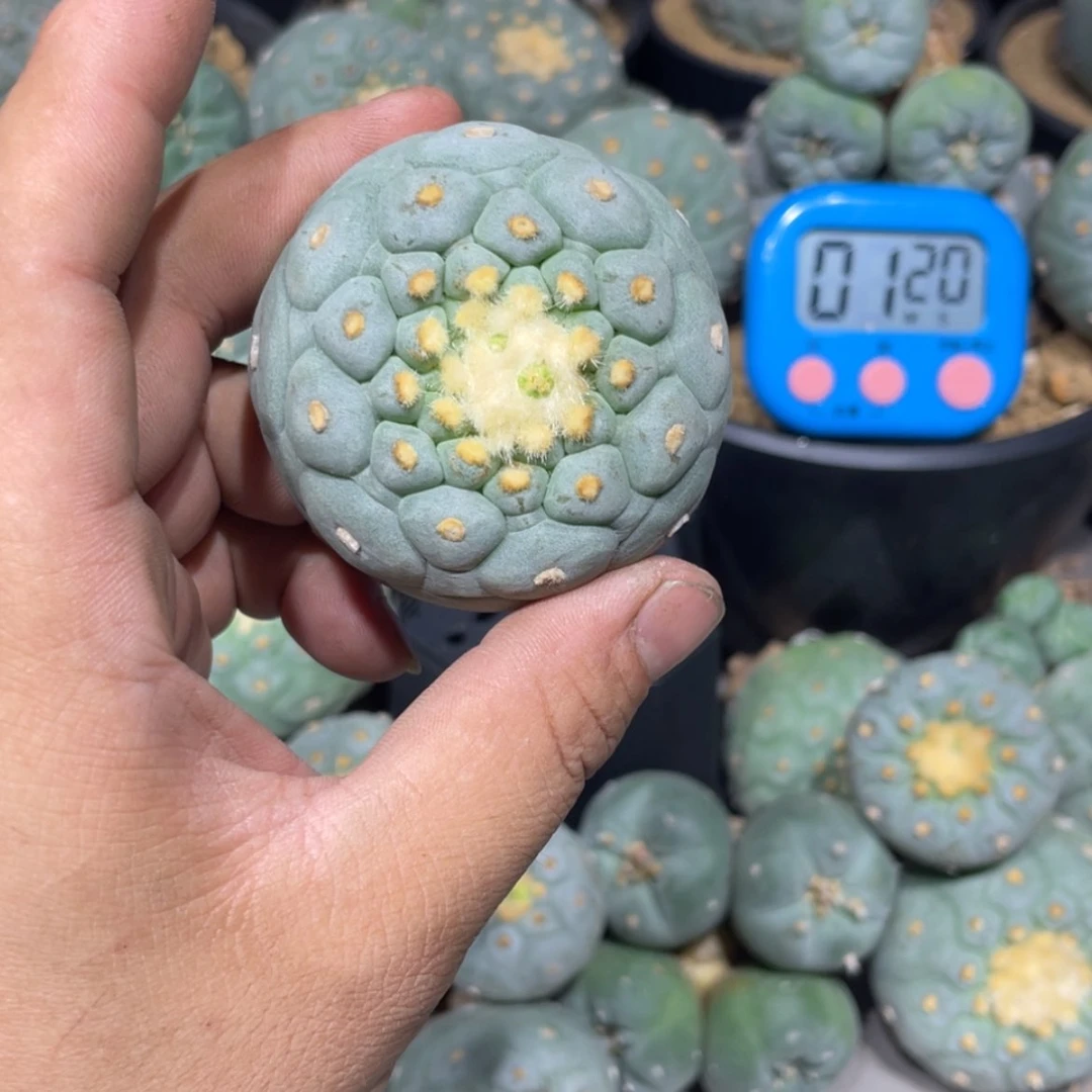 【闪购商品】o****诺实生海鲜拍卖