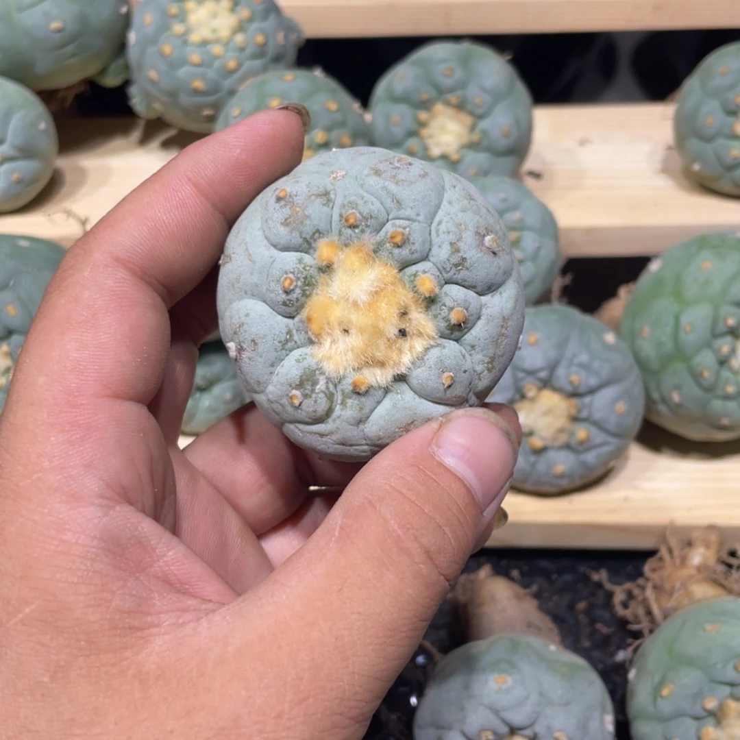 【闪购商品】蕤****）实生海鲜拍卖