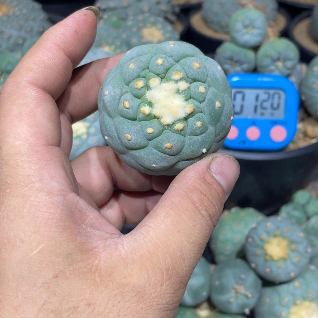 【闪购商品】正***音实生海鲜paim