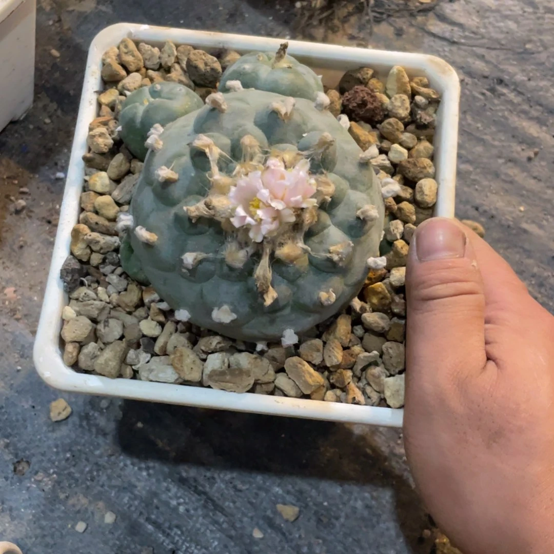 E****u实生kk乌补价格