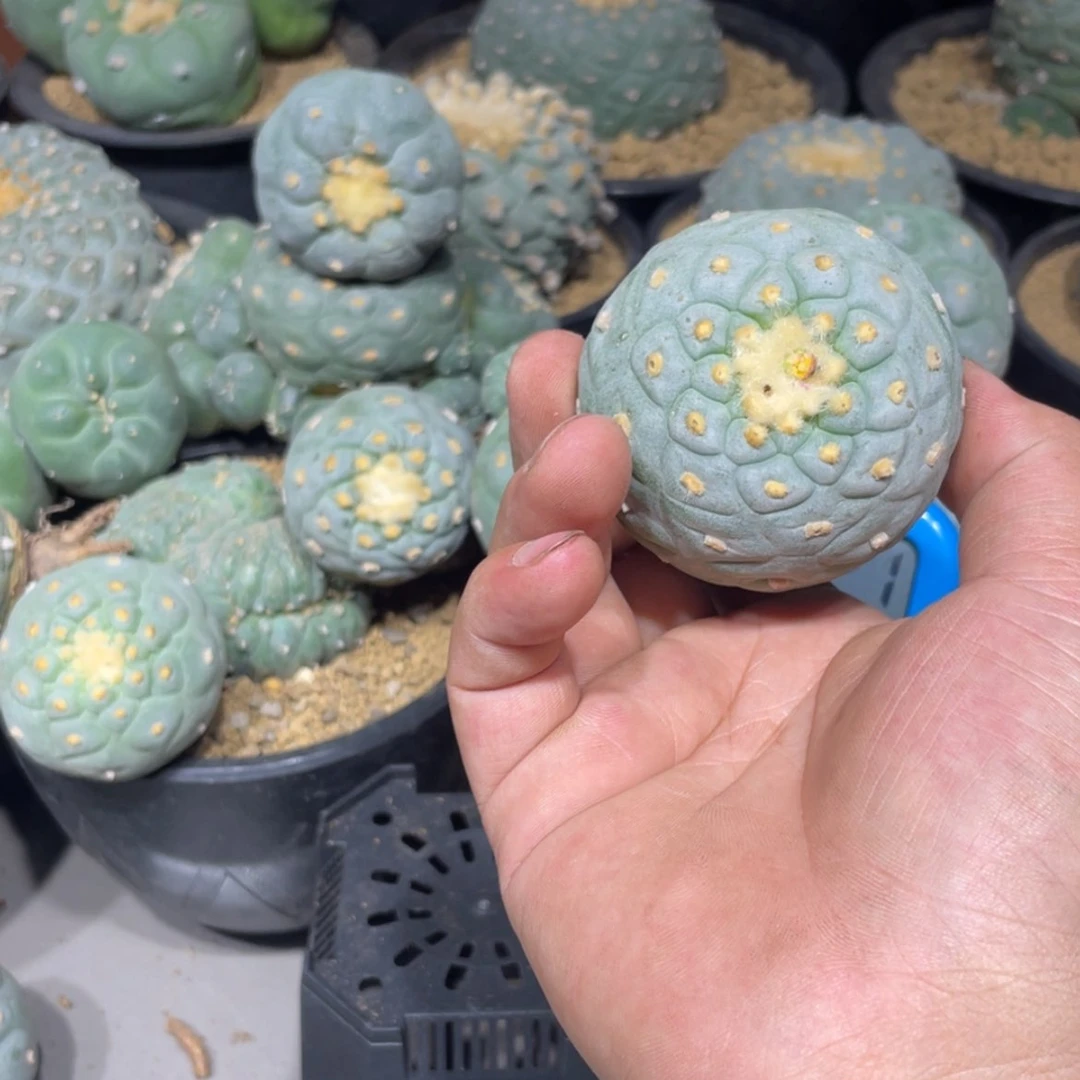 【闪购商品】正***音实生海鲜拍卖