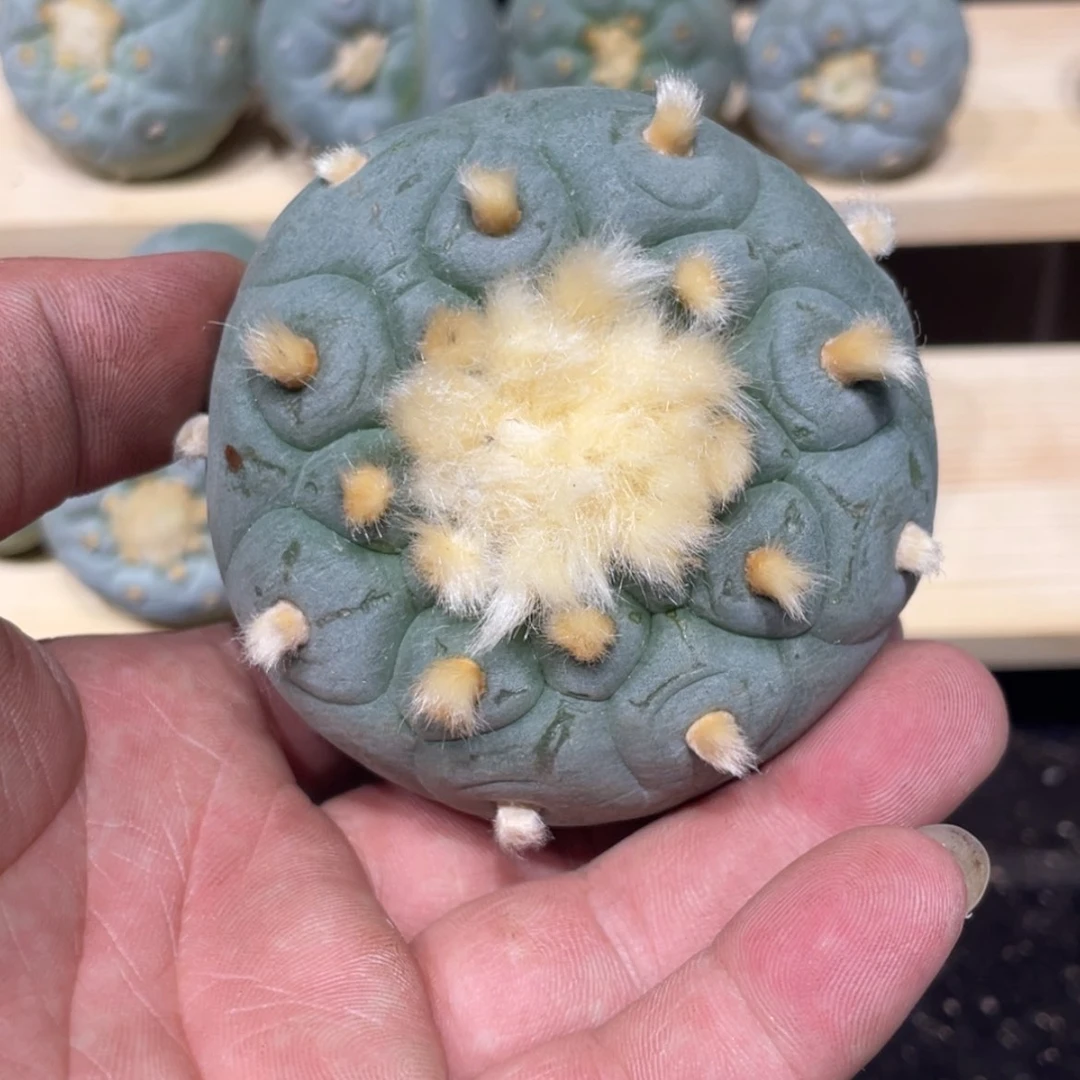 【闪购商品】新***q实生海鲜拍卖