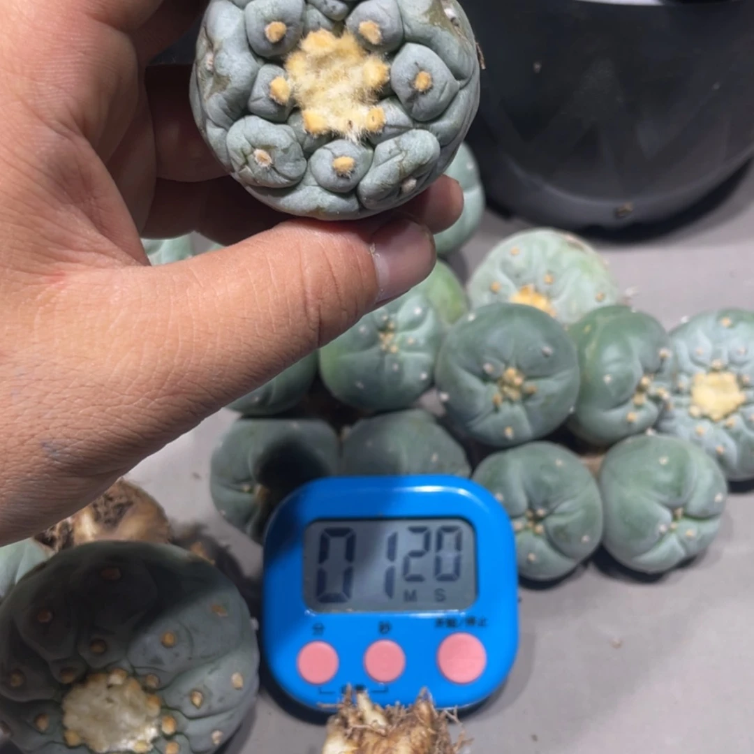 【闪购商品】r**a实生海鲜拍卖