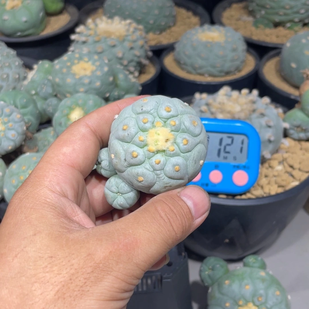 【闪购商品】晚***实生海鲜拍卖