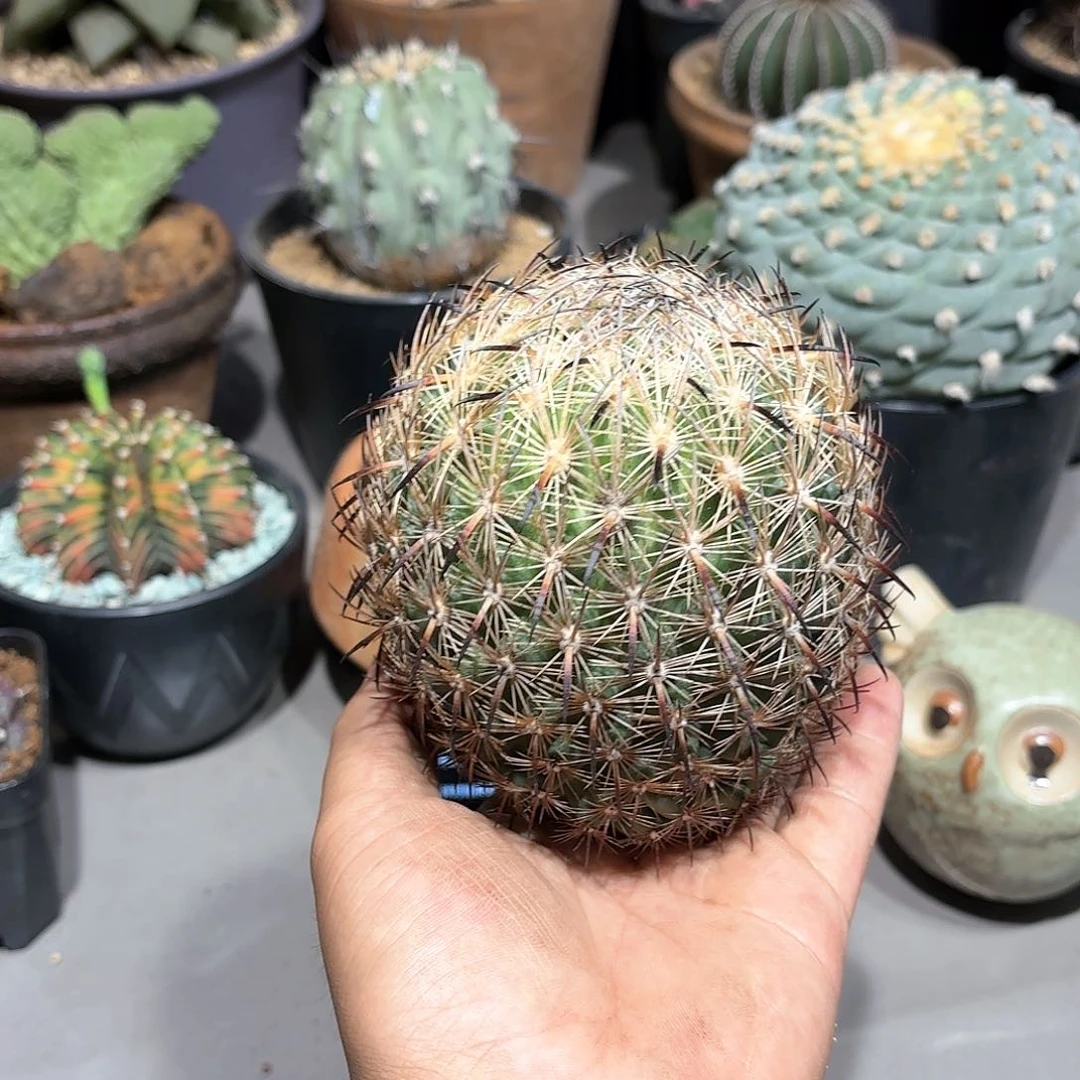 阿*兔苗接落地虎抓玉