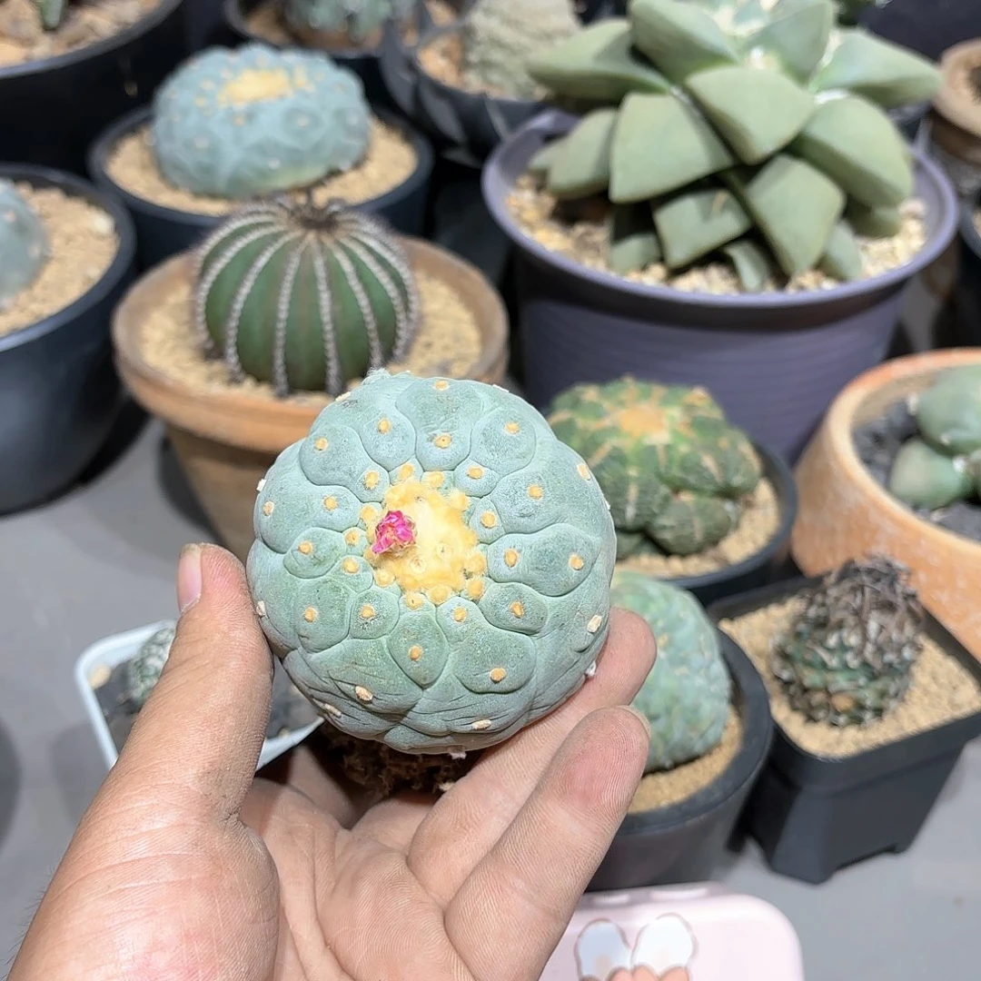 康**鼻实生日系海鲜拍卖