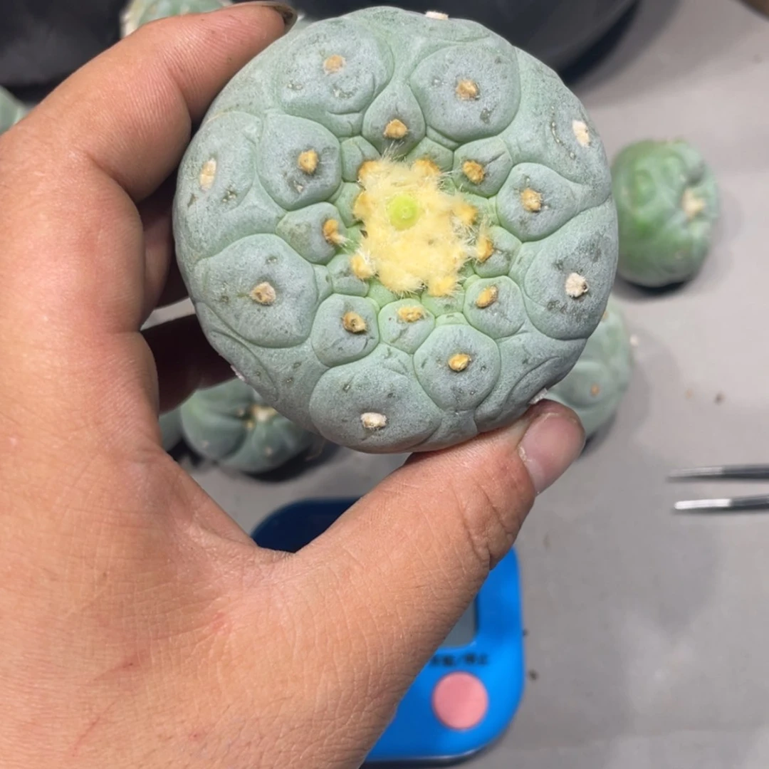 【闪购商品】叫**鱼实生海鲜拍卖