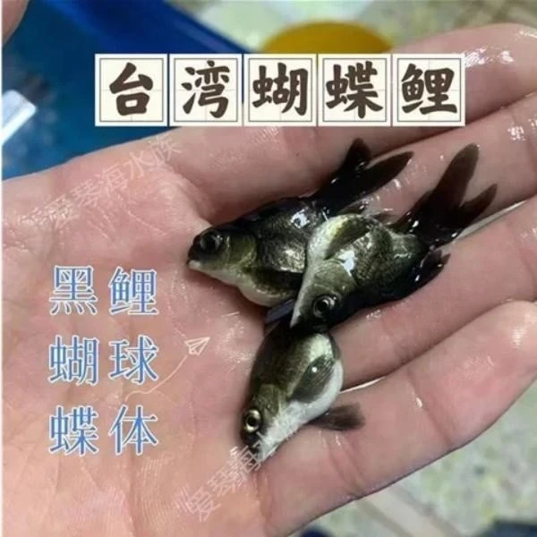 【4-6公分黑色蝴蝶鲤】黑球冷水狮子头大鳍大尾高背