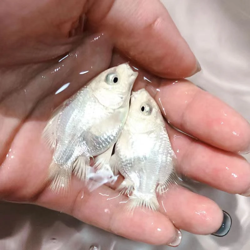 【白色蝴蝶3-5公分】蝴蝶鲤狮子头大鳍大尾