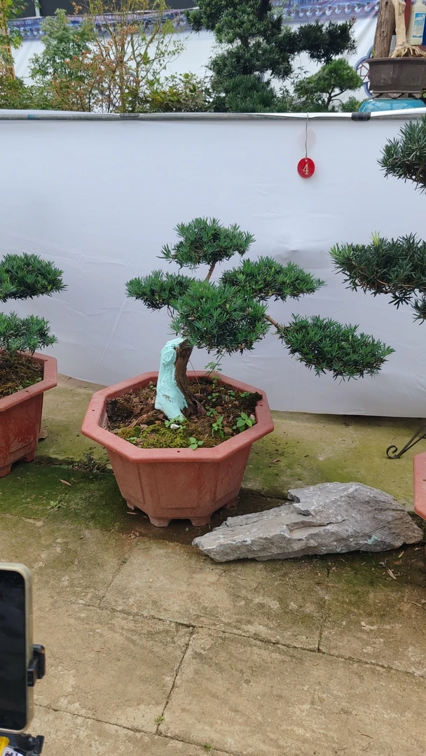 小叶雀舌罗汉松一物一拍