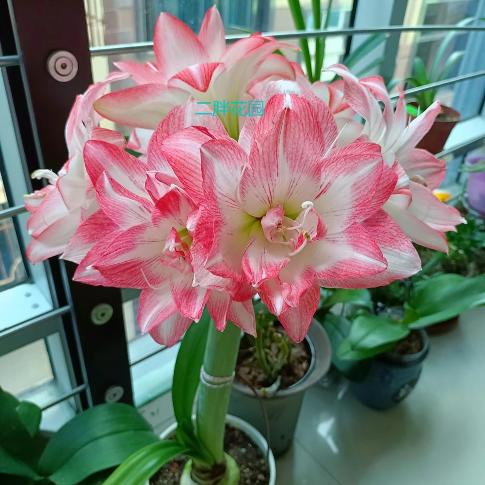 【花孔雀】包邮  加勒比园艺 秘鲁系列朱顶红种球