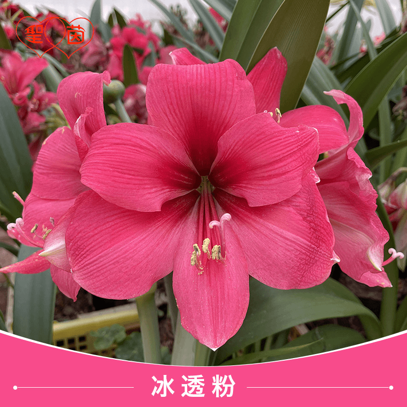 【冰透粉】 包邮 加勒比园艺 朱顶红种球