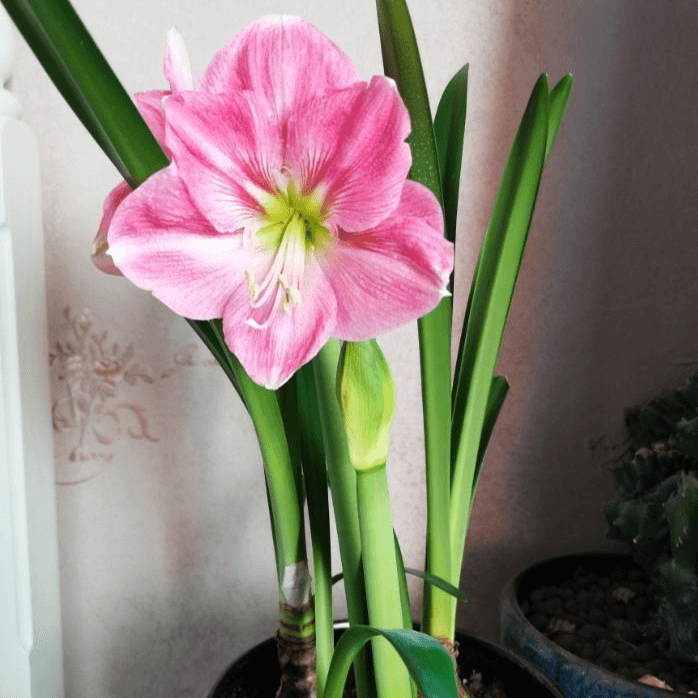 【棉花糖】 包邮 加勒比园艺 朱顶红种球