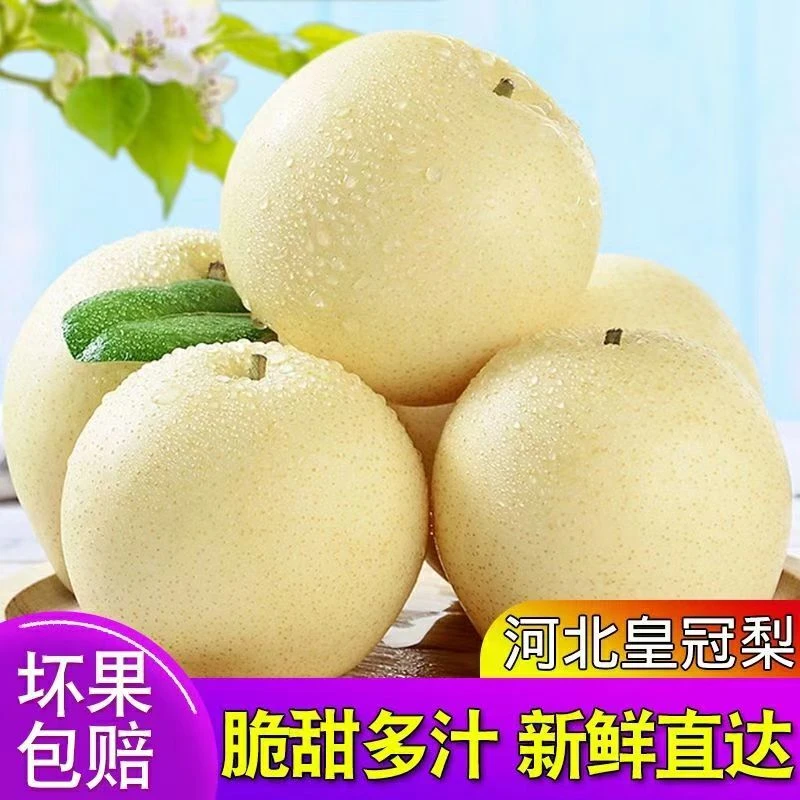【现摘】河北皇冠梨花斑大果新鲜薄皮现货口感好吃即食多汁正宗酥脆