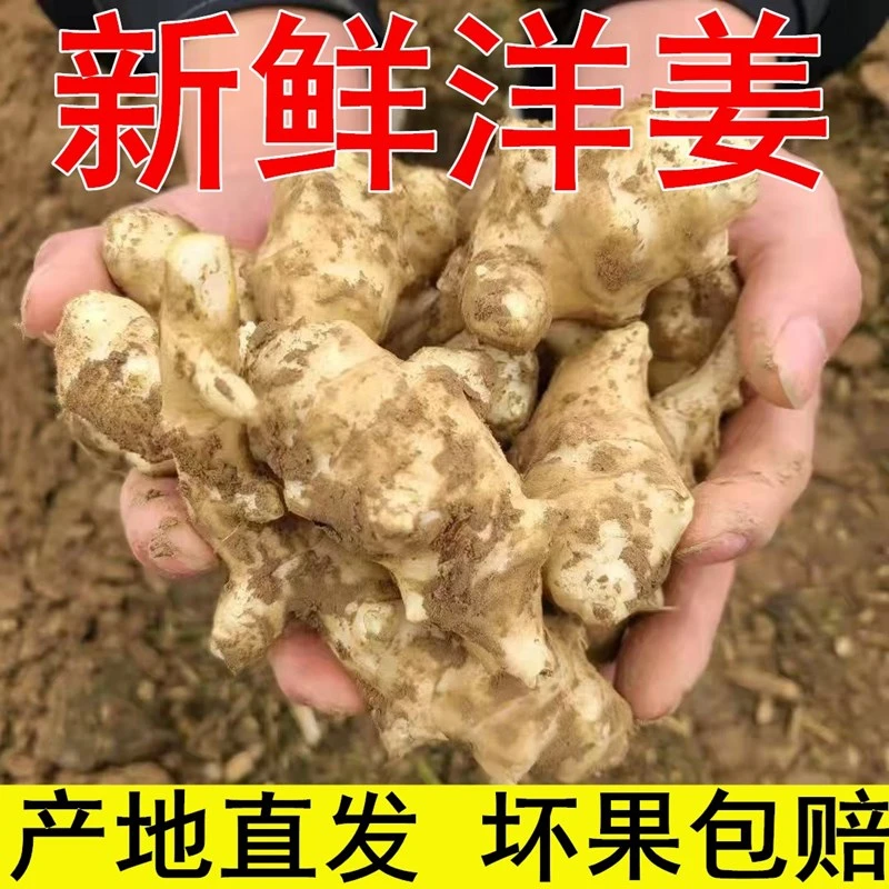 洋姜新鲜洋姜地姜菊芋鬼子姜不辣洋姜蔬菜可腌制菜