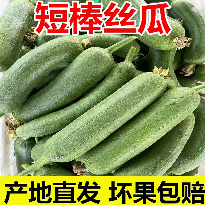 【丝瓜】现摘丝瓜短棒丝瓜新鲜蔬菜丝瓜新鲜丝瓜