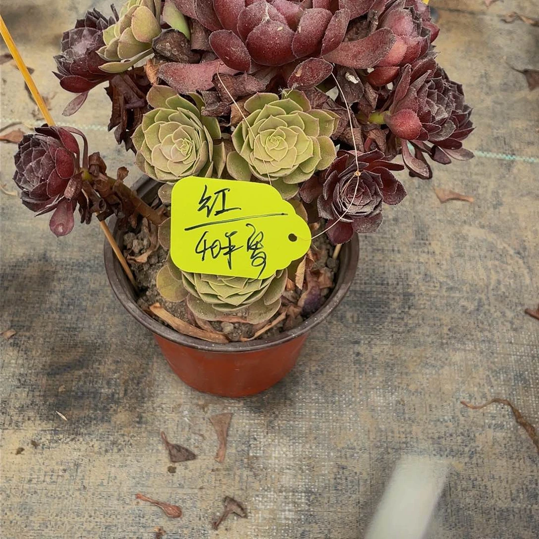 红*多肉法师黑寡妇寄养