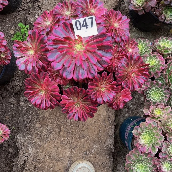 T****然多肉法师047号黑铜白