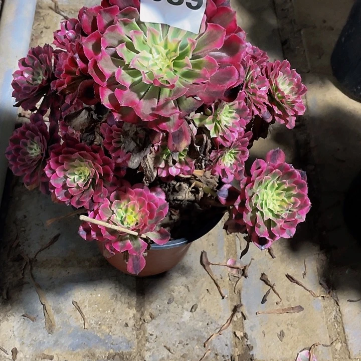 五*梅多肉法师89号红白