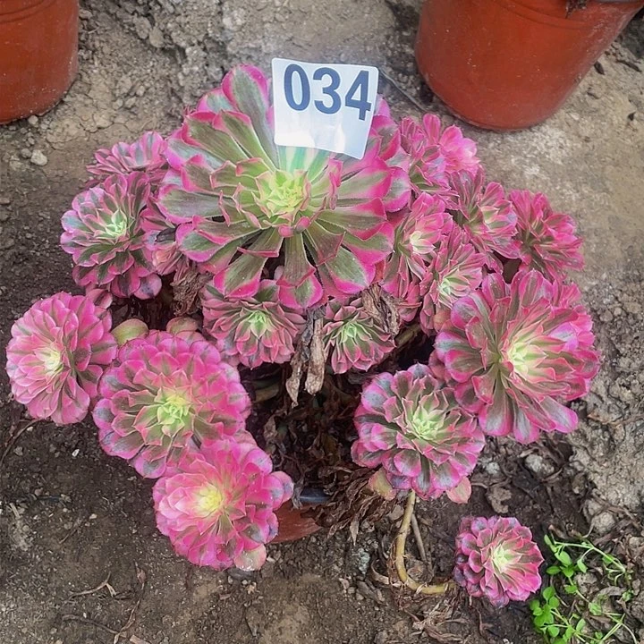 多肉法师34号红白发货