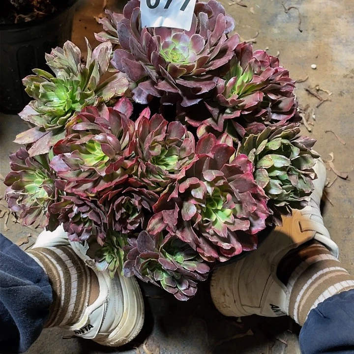 慧****猫多肉法师77号奥黛丽群