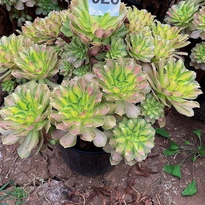 千**❀多肉法师28号韶华