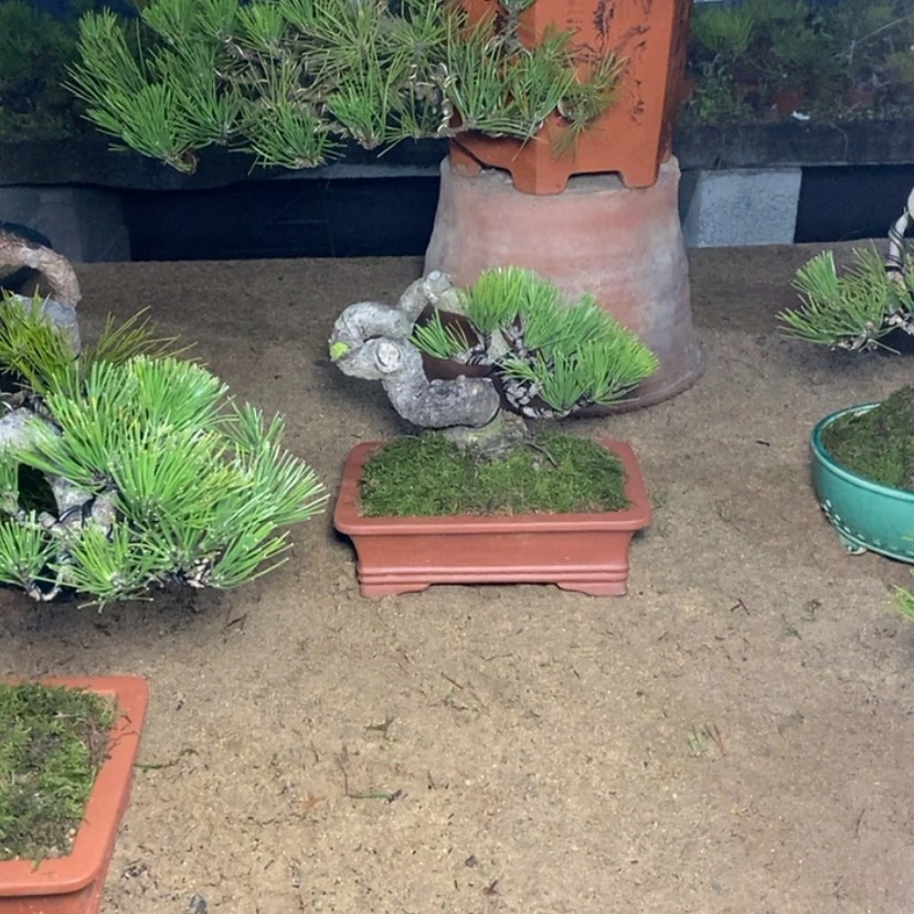 【闪购商品】红陶M****o