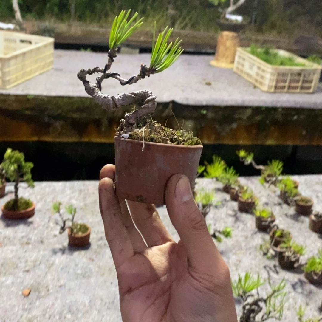 红陶20CM（含）-50CM（不含）安**哥