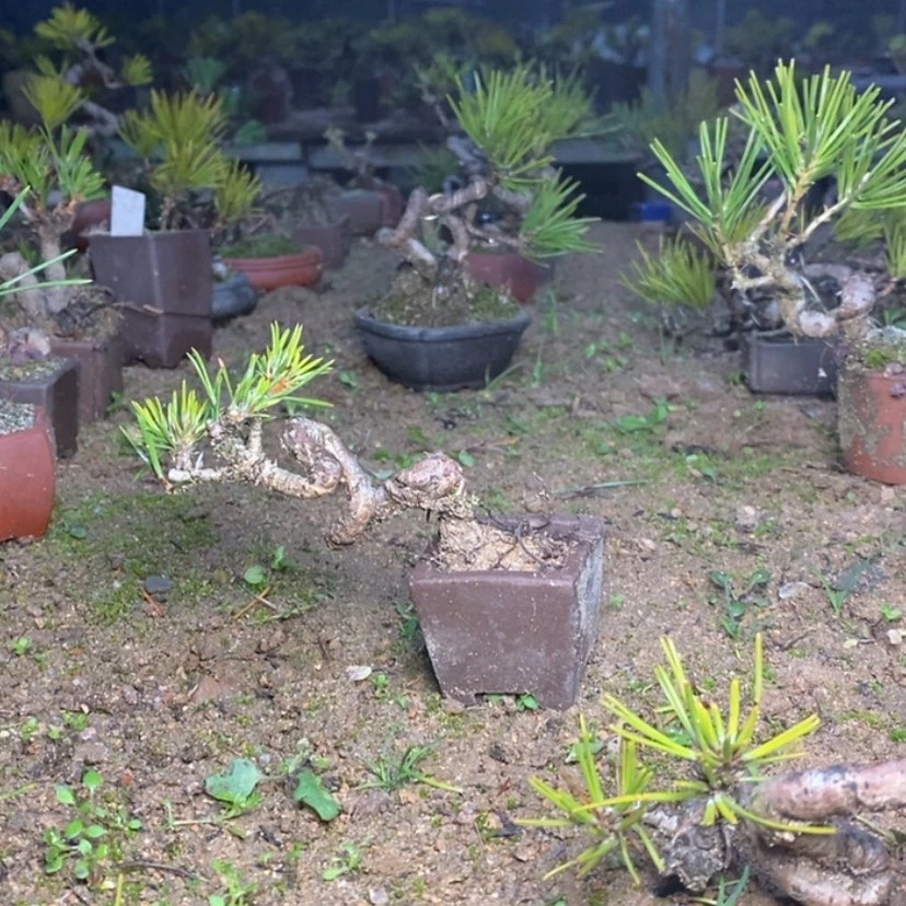 【闪购商品】红陶用****3