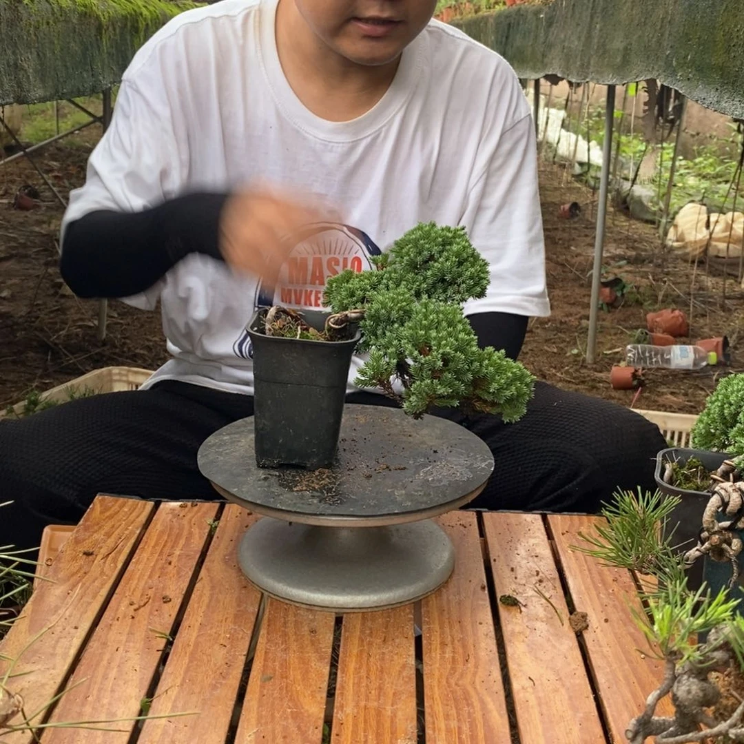 红陶20CM（含）-50CM（不含）戴****客