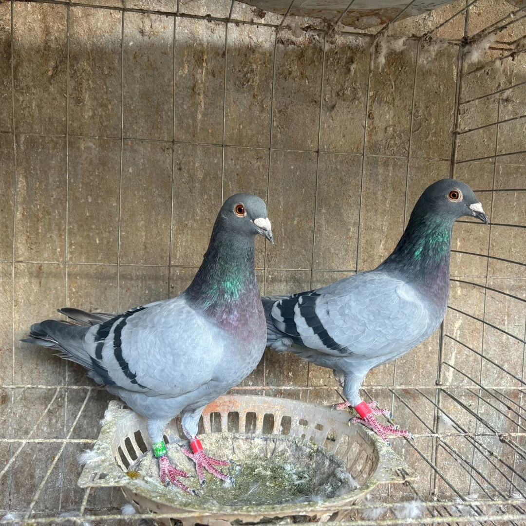 河南信阳农家散养乳鸽新鲜现杀4只包邮