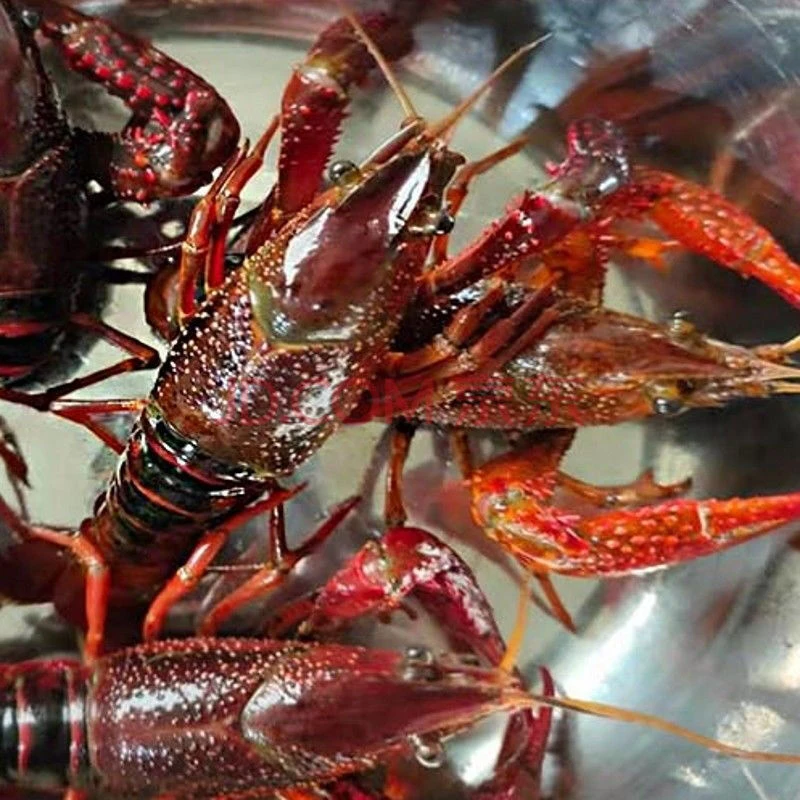 【无锡同城】小龙虾 一小时送货上门