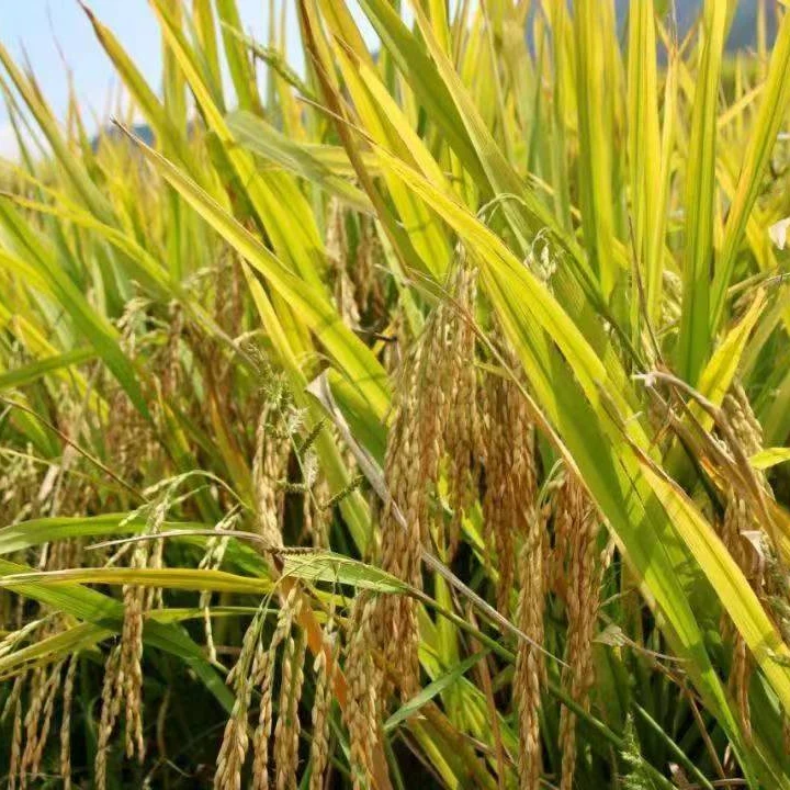 【湘水】农家大米/各种米农户自种挑剔勿拍散装食品代卖包邮