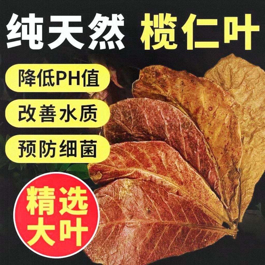 榄仁叶水族懒人叶可降低值改善斗鱼小型热带鱼虾缸水质专用自然