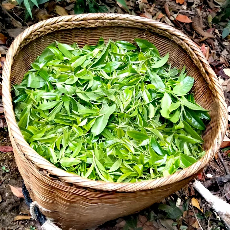 旿子茗通用链接 2022年倚邦荒野古树白茶  云南普洱茶生茶50克/袋