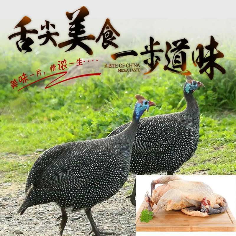 树林散养 珍  珠  鸡   现挑先抓  农场直发  顺丰包邮  鲜活到家