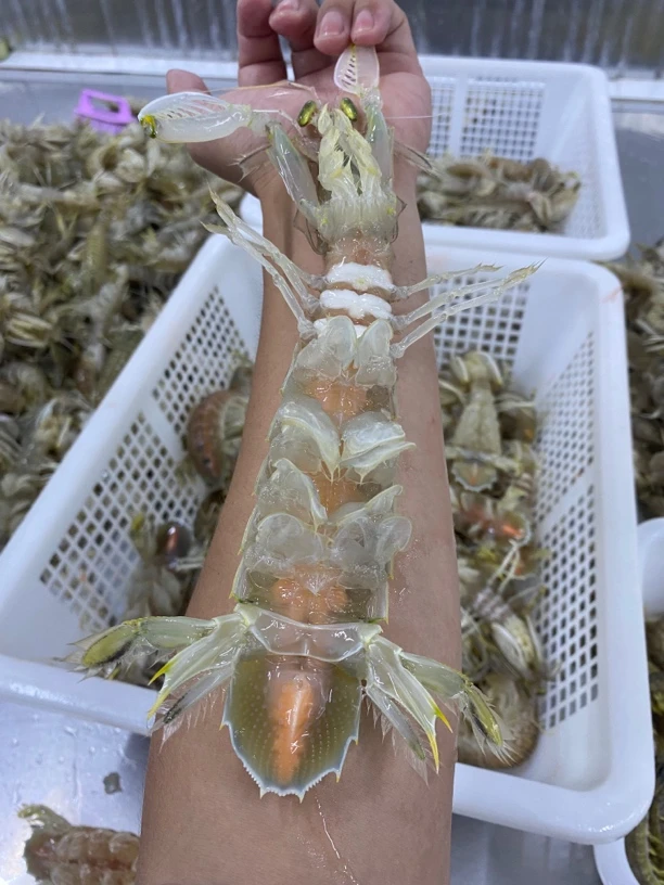 鲜活皮皮虾蒸熟煮熟特大带膏包邮