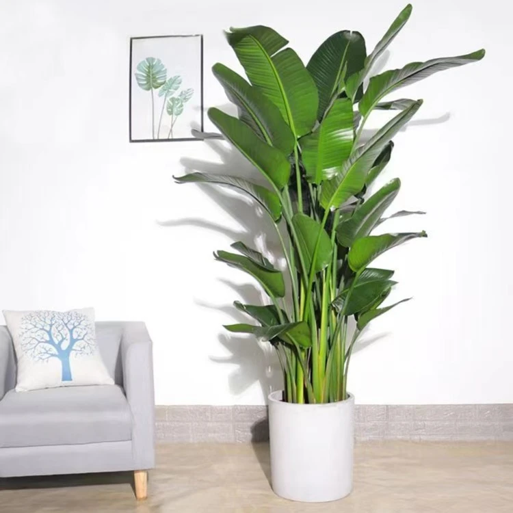 【大号天堂鸟1.7-1.9米】室内大型观叶绿植天堂鸟吸收甲醛净化空气