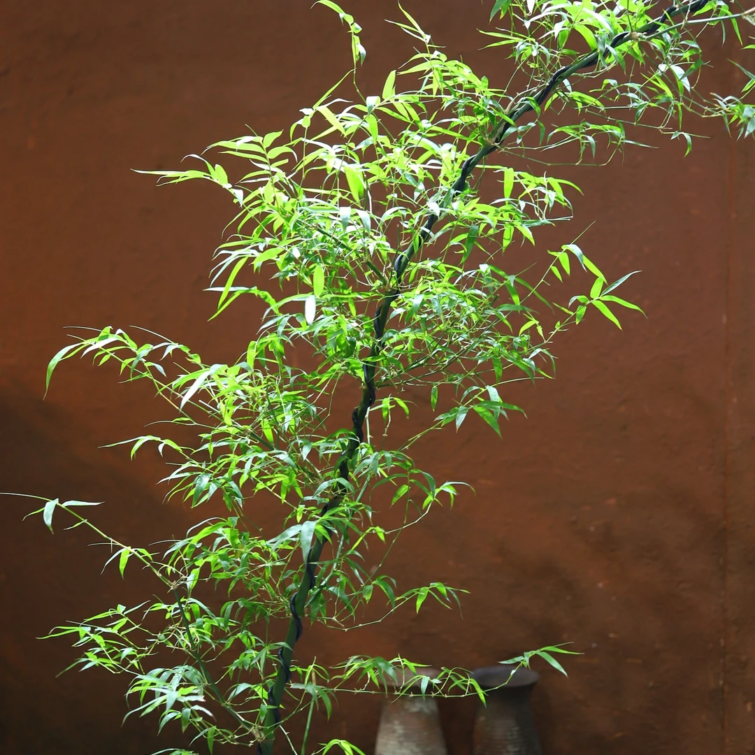 茶室雅韵小叶簕竹高端竹子盆景（以直播间为准）