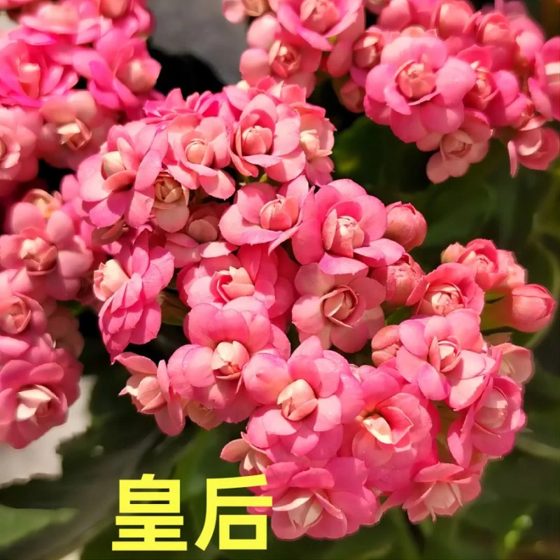 【皇后11cm盆】重瓣大花