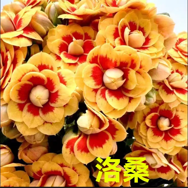 【洛桑8cm盆】重瓣大花
