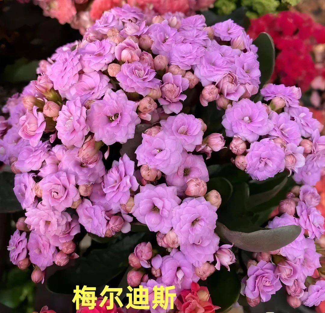 浮力款【梅尔迪斯11cm盆】重瓣大花