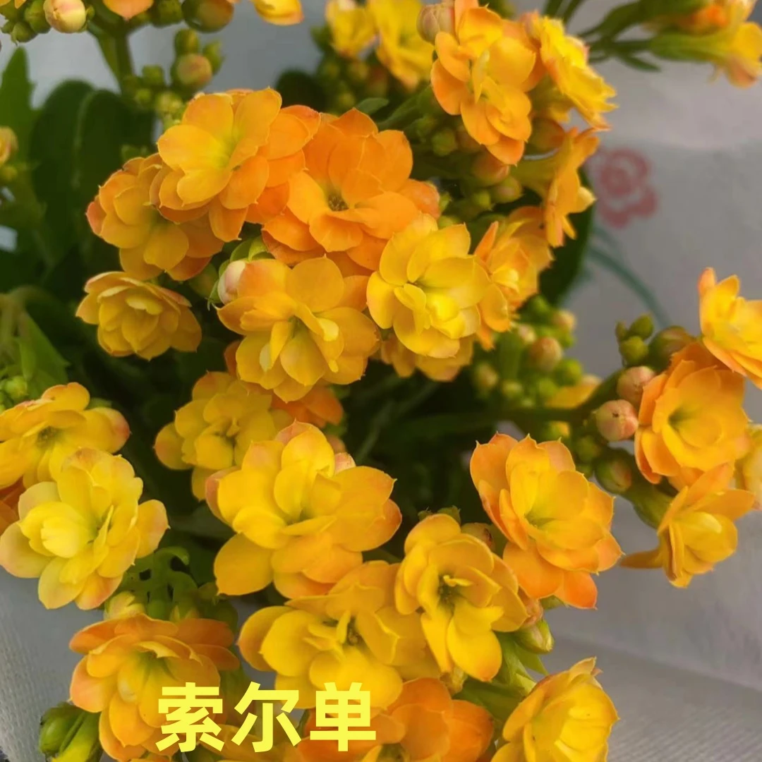 【索尔单11cm盆】重瓣大花