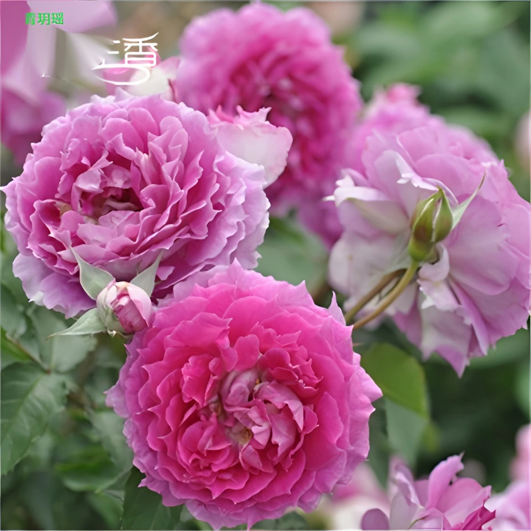 天方夜谭月季花苗大花浓香玫瑰花苗盆栽四季开花果汁阳台树苗灌木