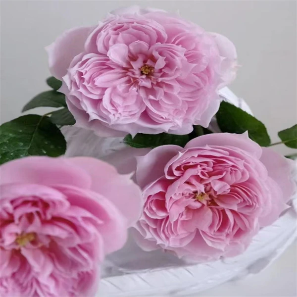 浓香月季复古珊瑚丰花勤花多季重复开阳台盆栽新手庭院苗扦插小苗