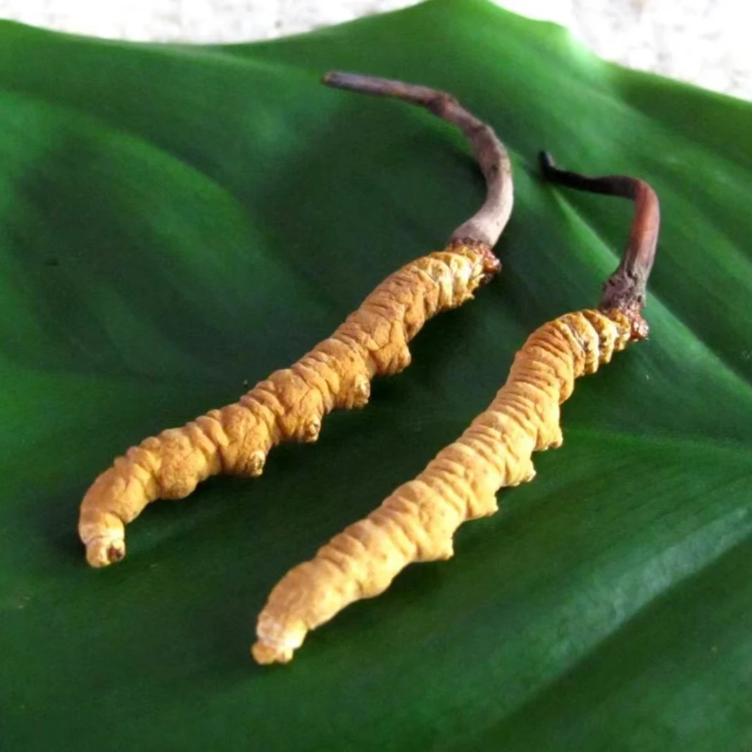 2024新鲜冬虫夏草 断草 饱满品质养生滋补