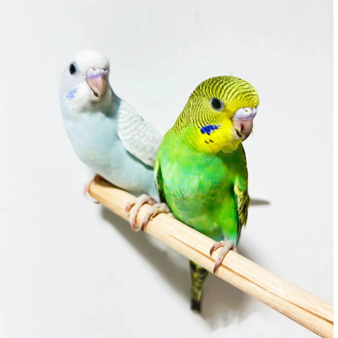 手养特色鹦鹉活体 宠物鸟观赏鸟手养鹦鹉