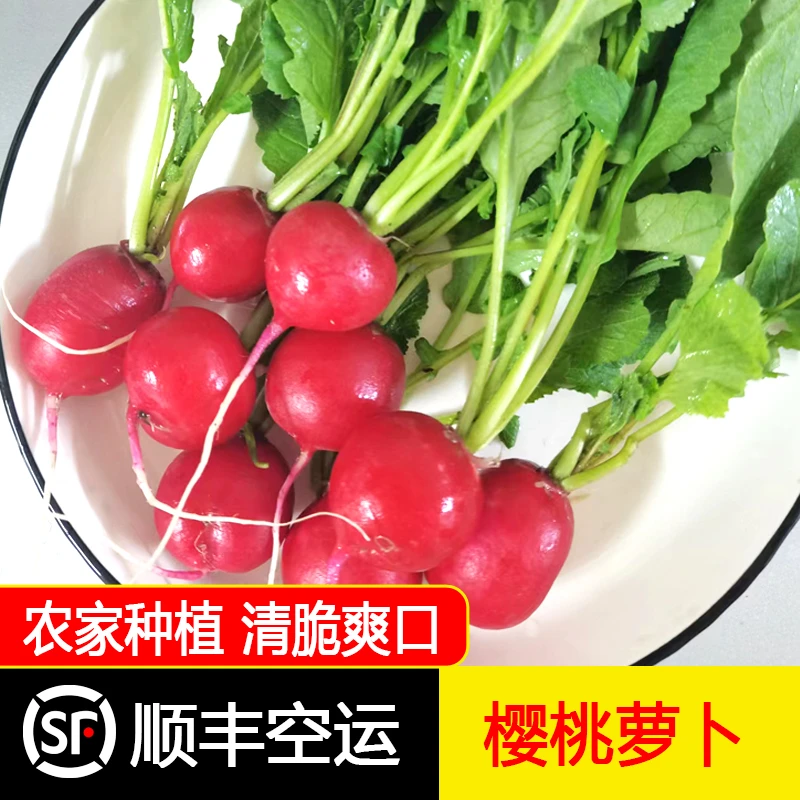 【顺丰/京东空运】东北新鲜樱桃萝卜自种红皮脆嫩水萝卜1.8斤蘸酱菜