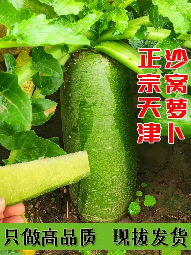 爽姐精选天星02沙窝萝卜产地直发净重9斤装包邮