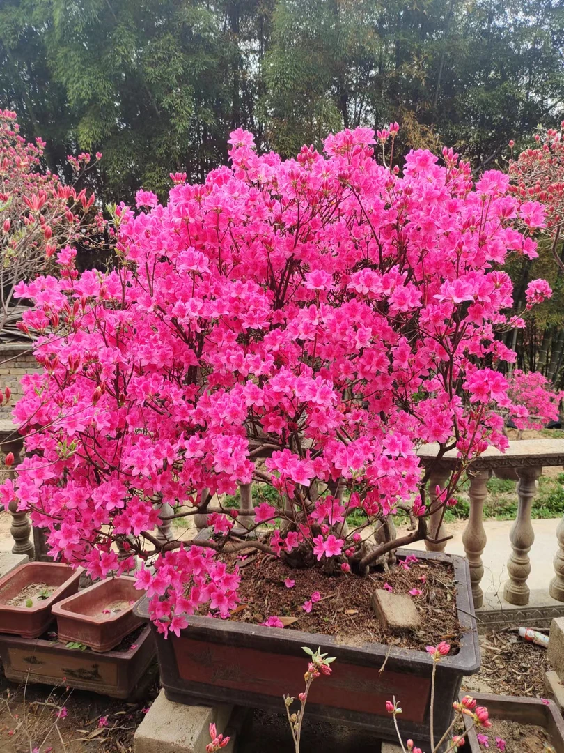 大别山先花后叶映山红盆景